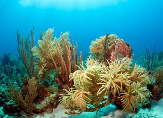 Die Schönheit der Korallenriffe