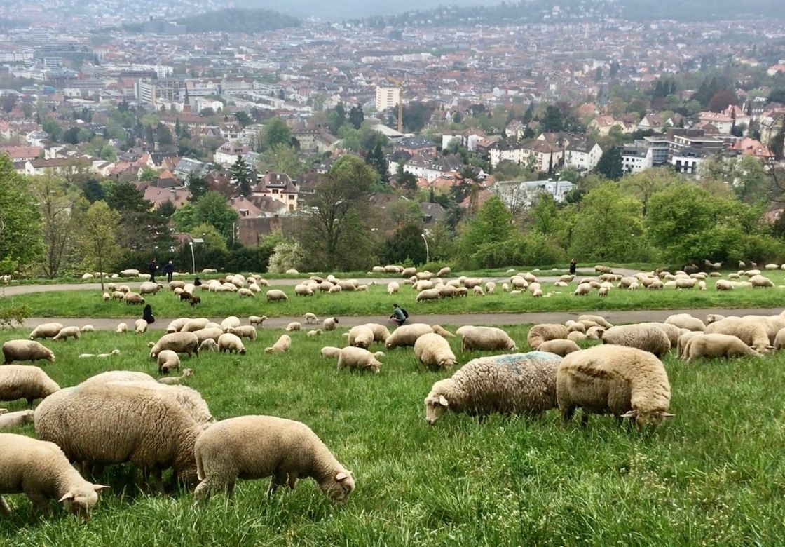 Weidende Schafe in Stuttgart
